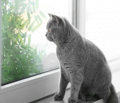 janela com tela de proteção para proteção de gatos